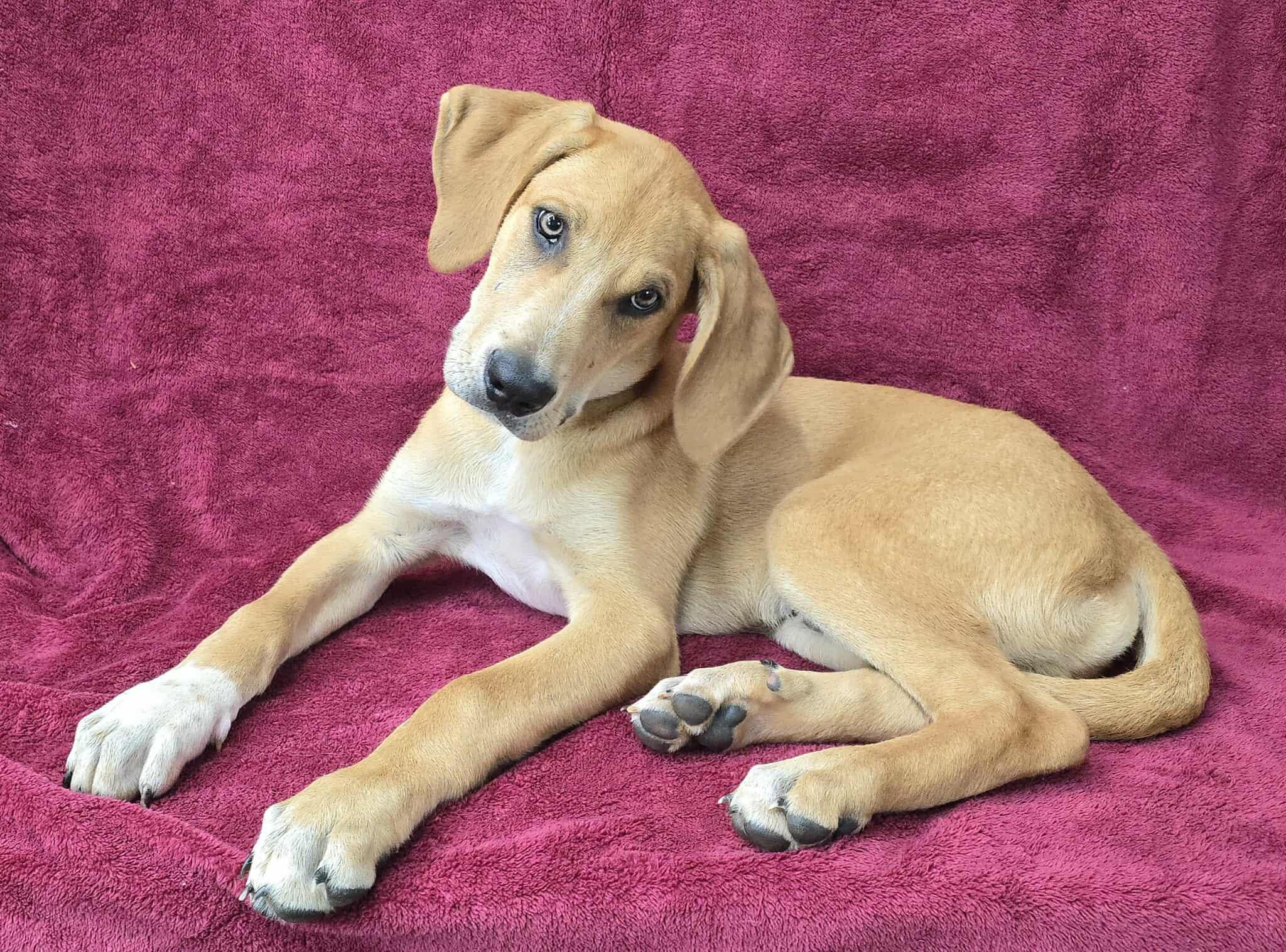 Meet Mississippi Mud a 4 month old 28 pound as of 722 adorable Hound mix This delightful pupp