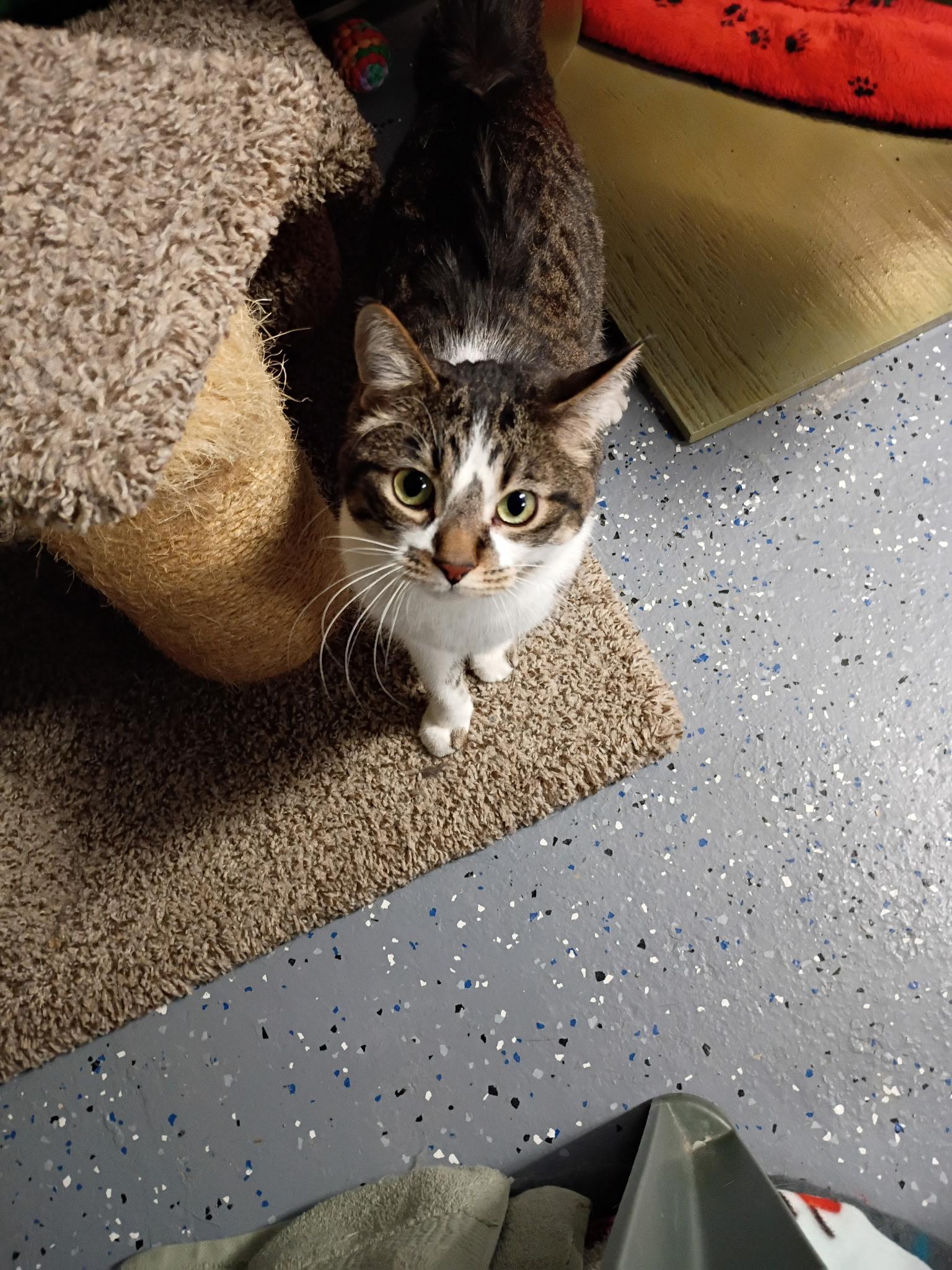 Enlarge Molly, an adopted Domestic Short Hair in Holland, MI image 1/2