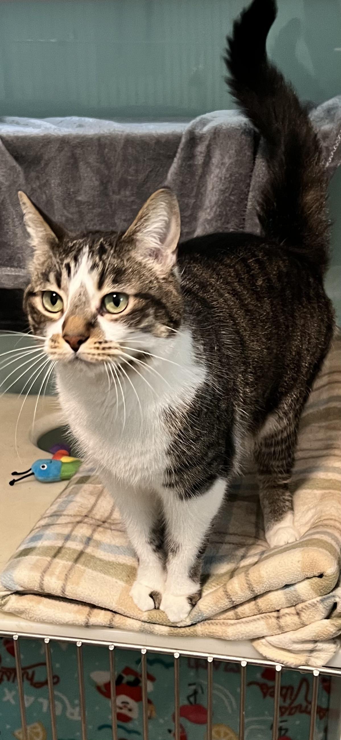 Enlarge Molly, an adoptable Domestic Short Hair in Holland, MI image 2/4