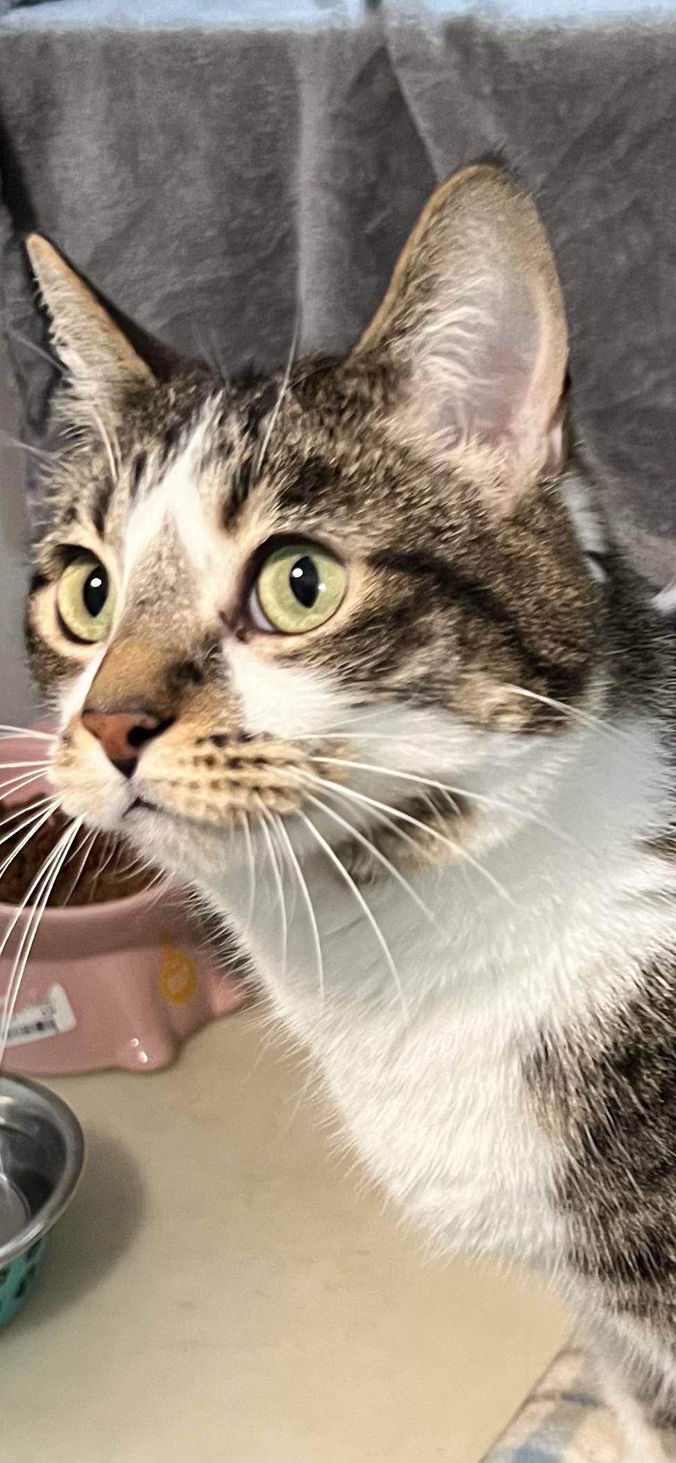 Molly, adoptable, Adult Female Domestic Short Hair.