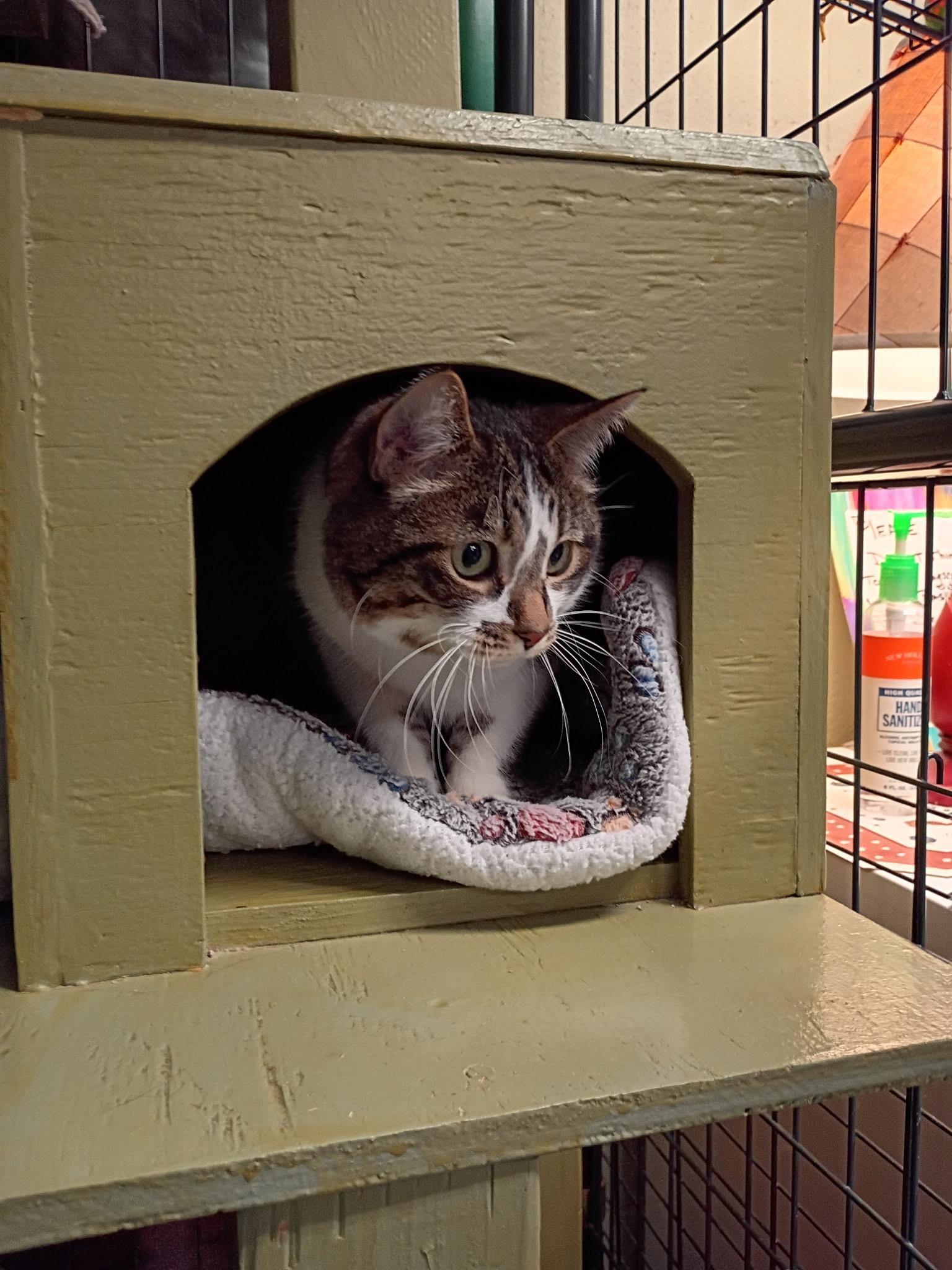 Enlarge Molly, an adopted Domestic Short Hair in Holland, MI image 2/2