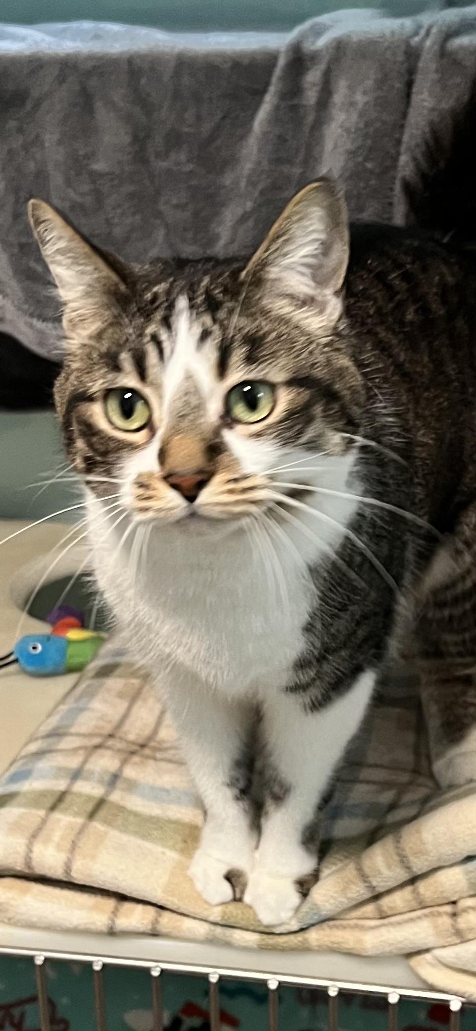 Enlarge Molly, an adoptable Domestic Short Hair in Holland, MI image 3/4