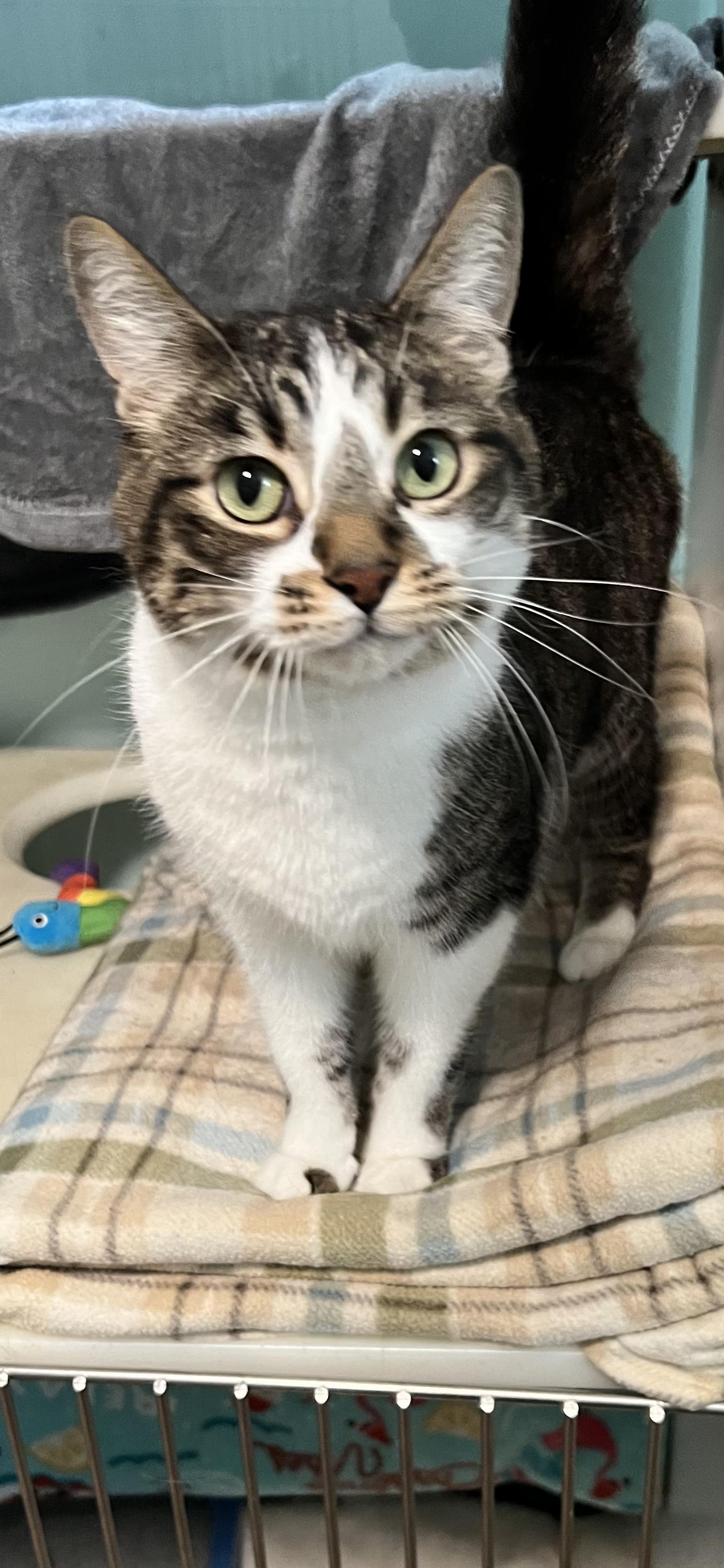 Enlarge Molly, an adoptable Domestic Short Hair in Holland, MI image 4/4