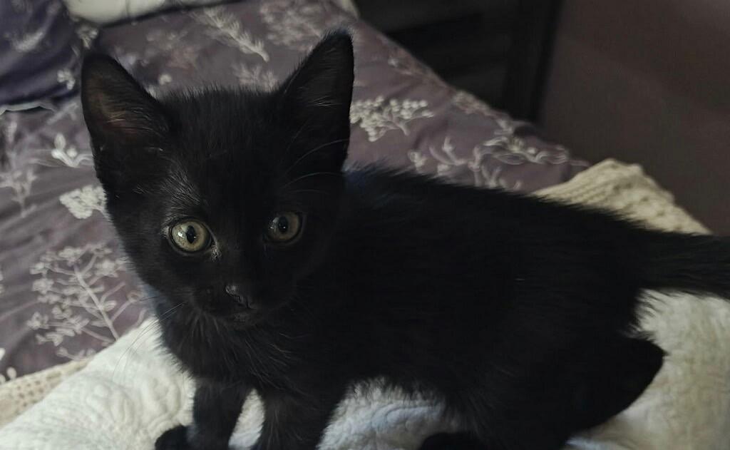 Salem, Adopted, Kitten Female Domestic Short Hair.