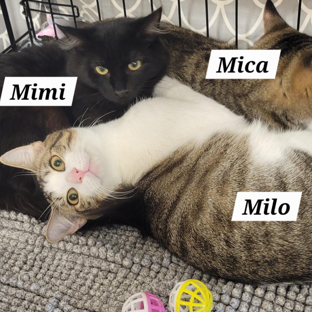 Milo, Adoptable, Kitten Male Domestic Short Hair.