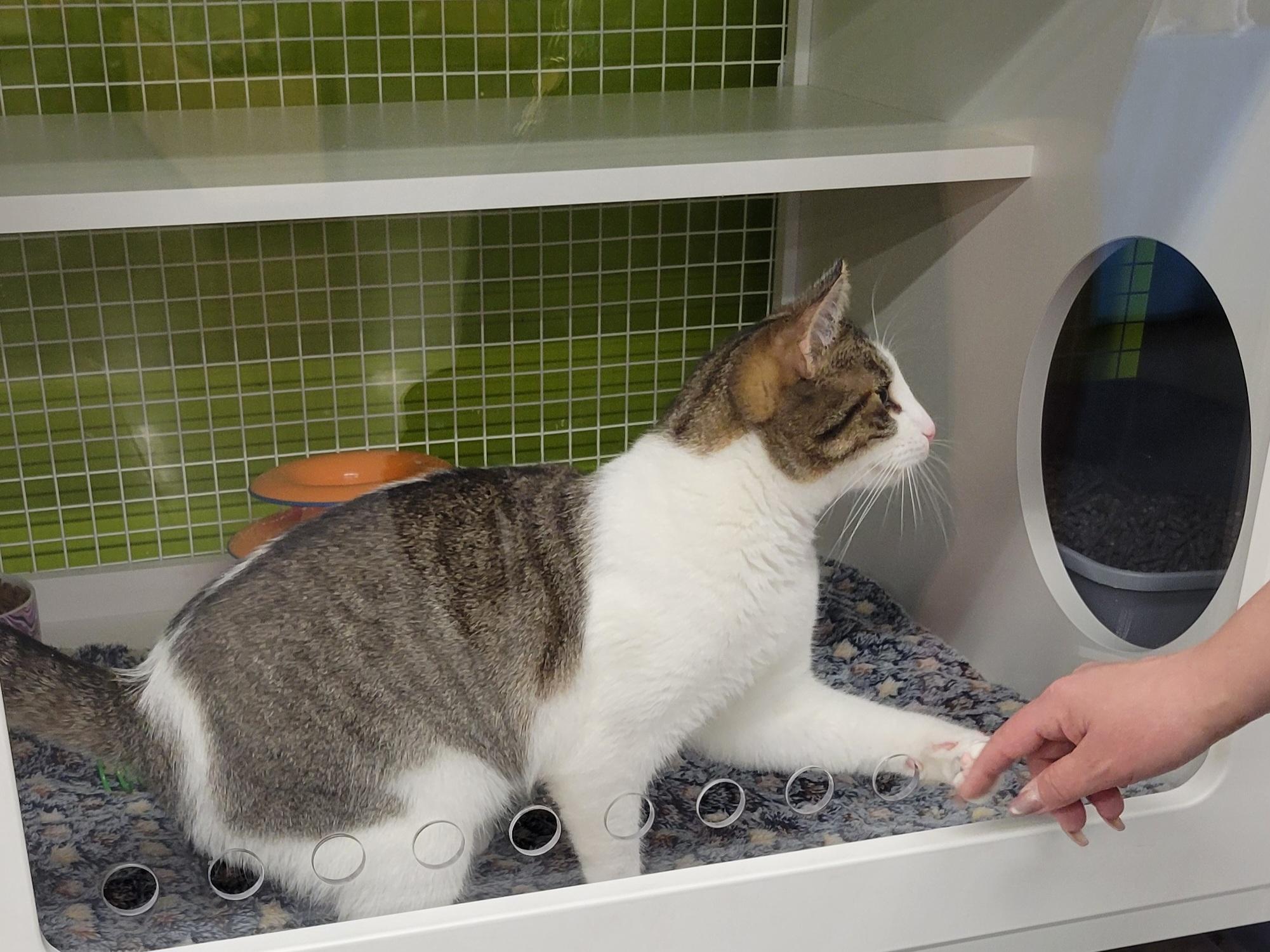 Enlarge Milo, a Adoptable Domestic Short Hair in Green Brook, NJ image 1/2