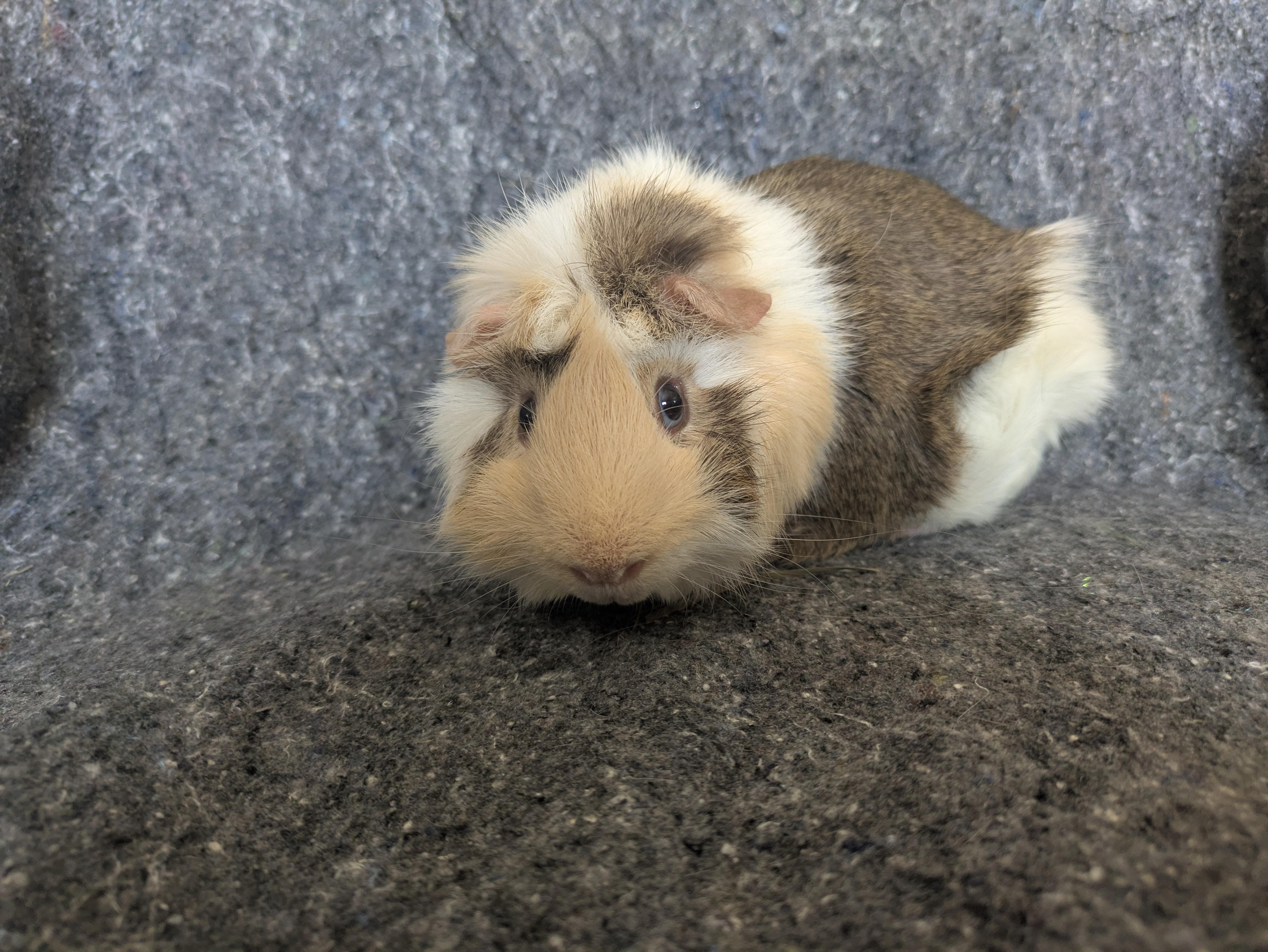 Enlarge Clem & Dusty, a ADOPTABLE Abyssinian in Grand Rapids, MI image 3/5