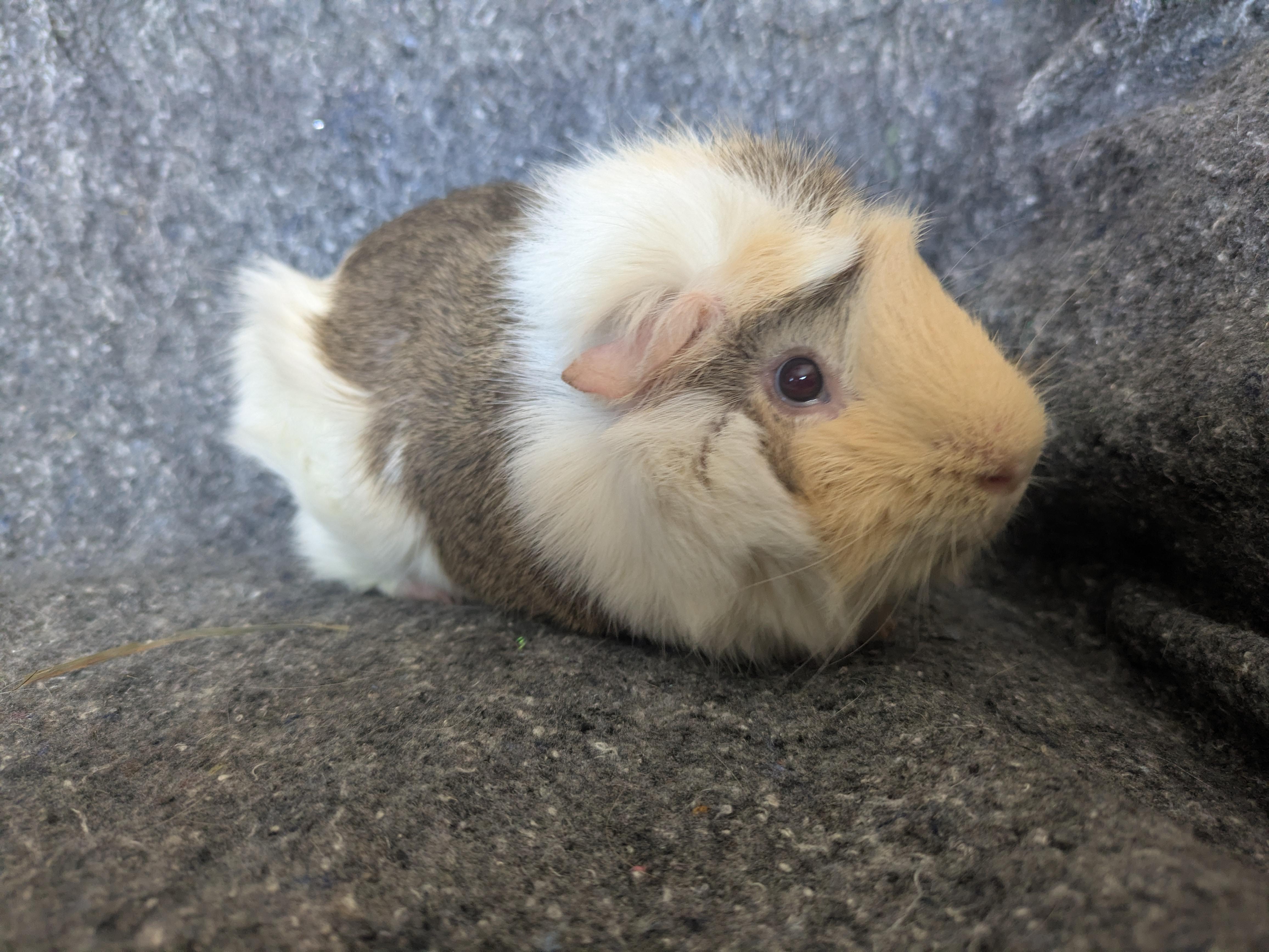 Clem & Dusty, ADOPTABLE, Adult Male Abyssinian.