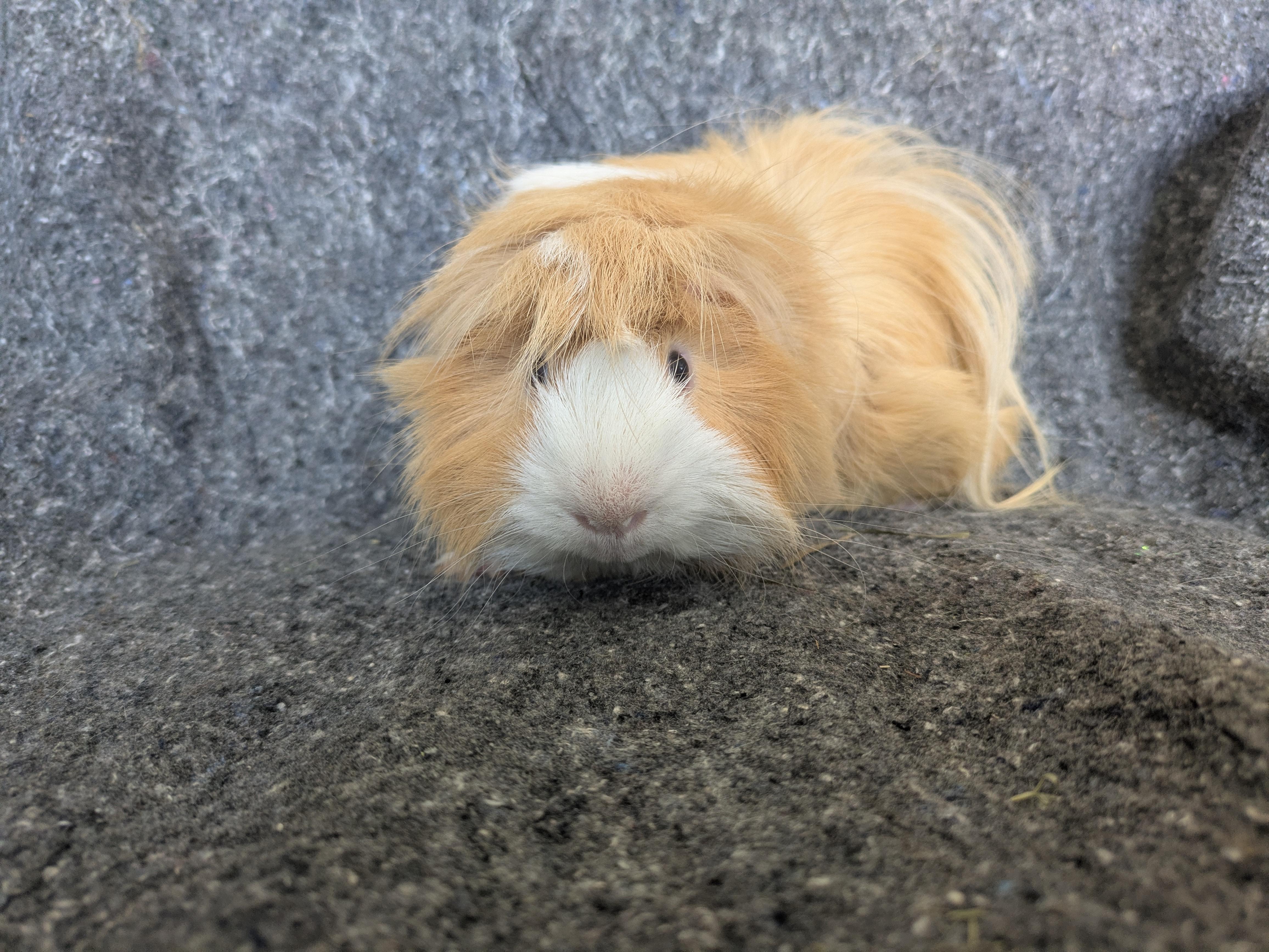 Enlarge Clem & Dusty, a ADOPTABLE Abyssinian in Grand Rapids, MI image 5/5