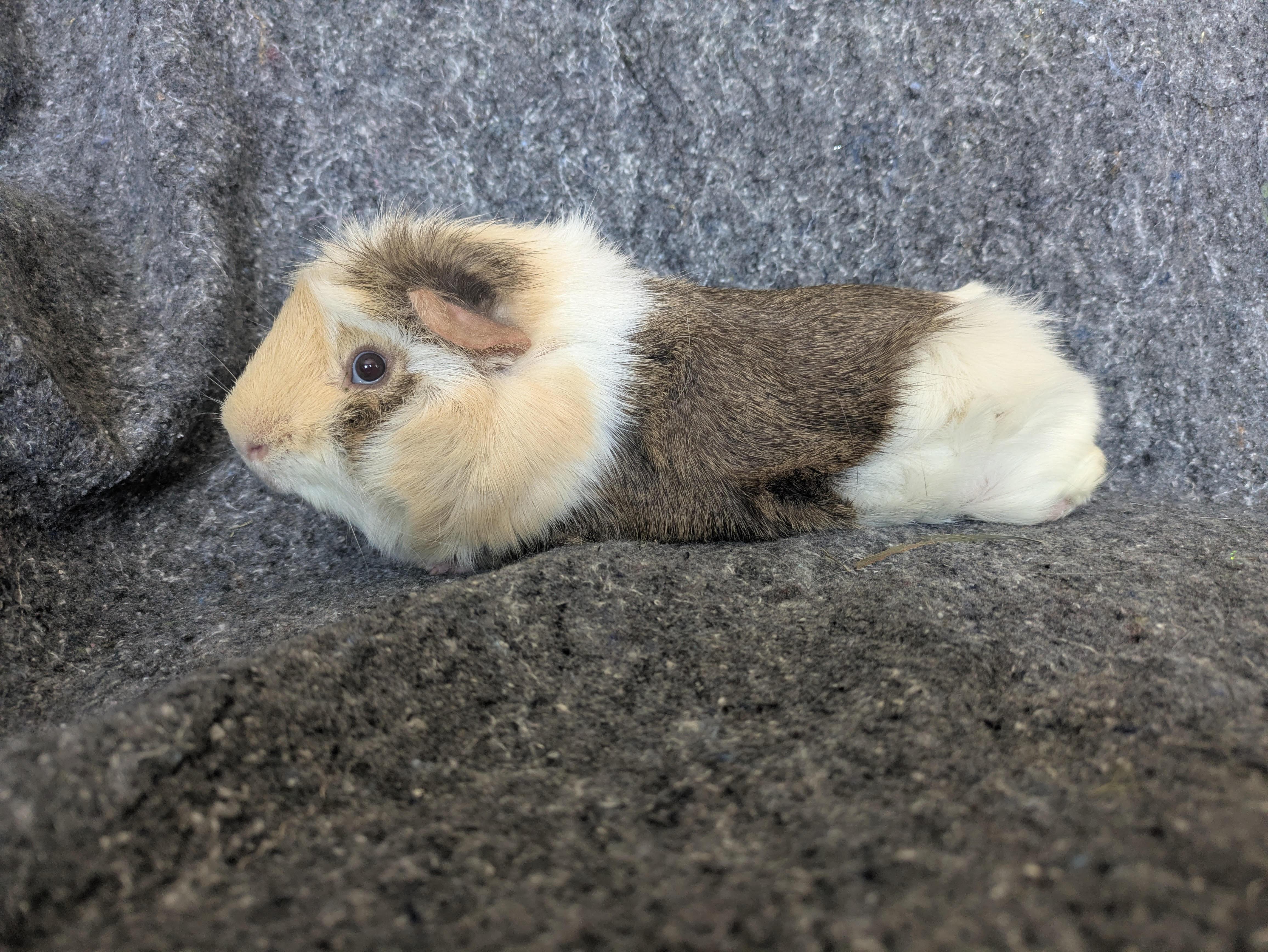 Enlarge Clem & Dusty, a ADOPTABLE Abyssinian in Grand Rapids, MI image 2/5