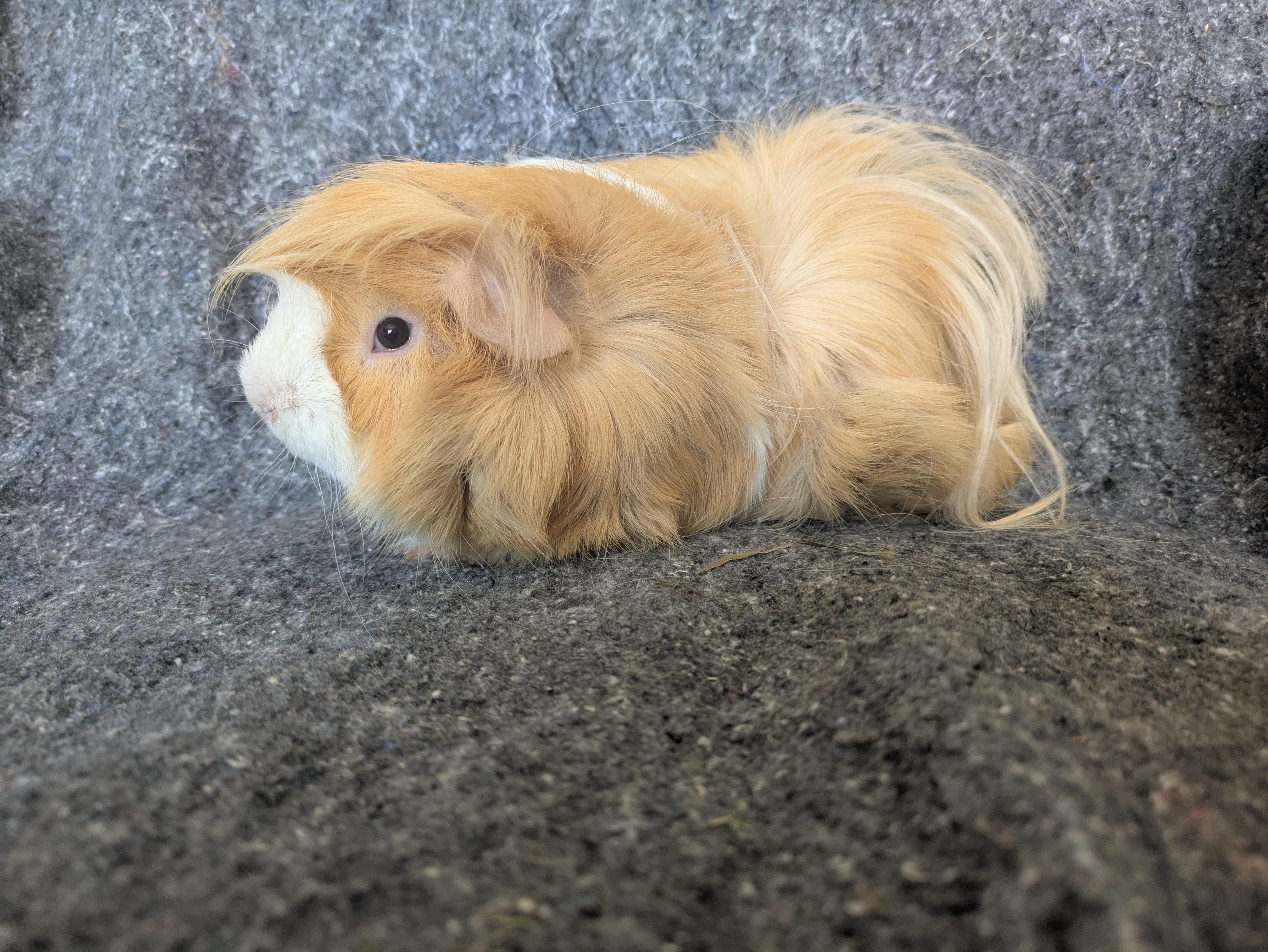 Enlarge Clem & Dusty, a ADOPTABLE Abyssinian in Grand Rapids, MI image 4/5