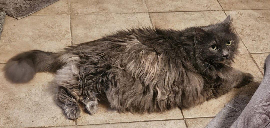 Calypso, a Adoptable Maine Coon in Herndon, VA image 1/3