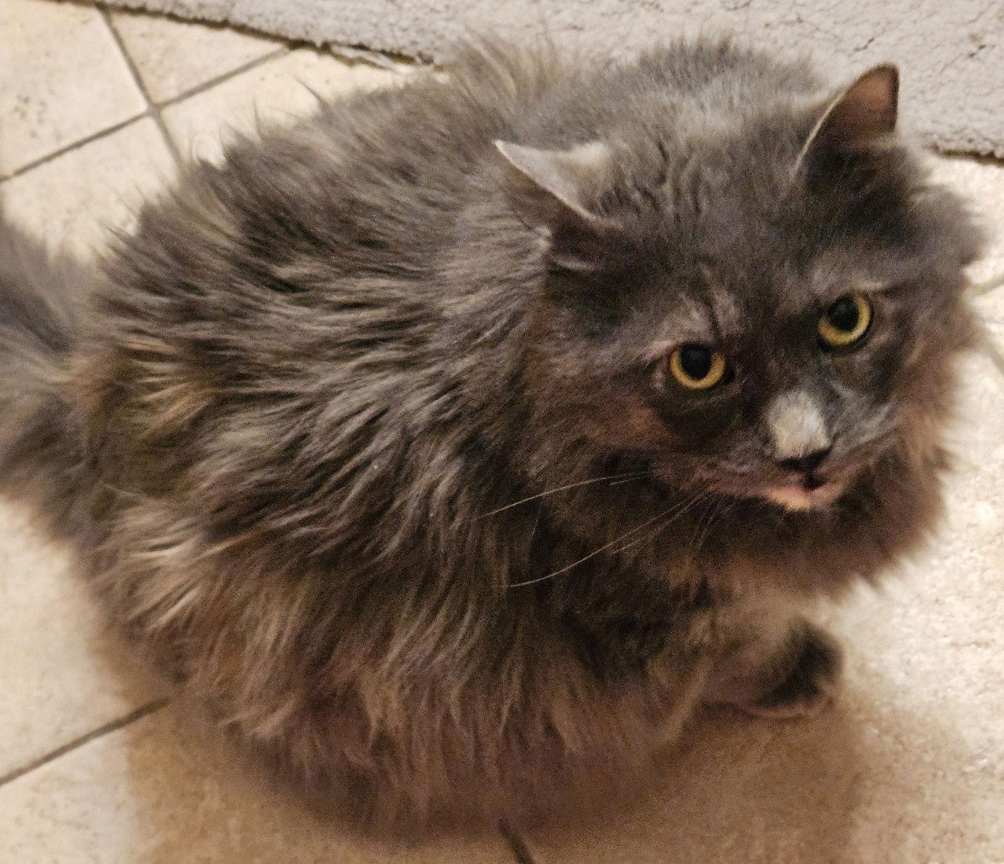 Calypso, a Adoptable Maine Coon in Herndon, VA image 2/3