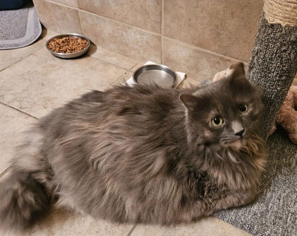 Enlarge Calypso, a Adoptable Maine Coon in Herndon, VA image 3/3