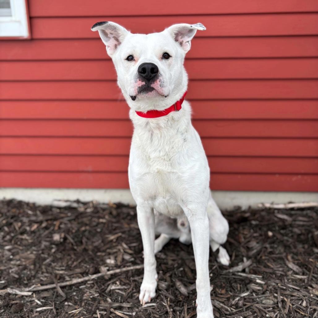 Martie--In Foster, Adoptable, Adult Male Boxer & Mixed Breed.