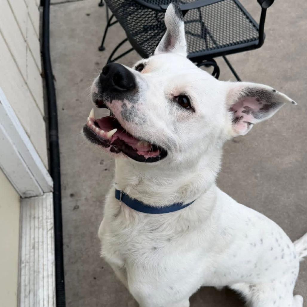 Martie--In Foster, a Adoptable mixed breed in Fargo, ND image 2/6