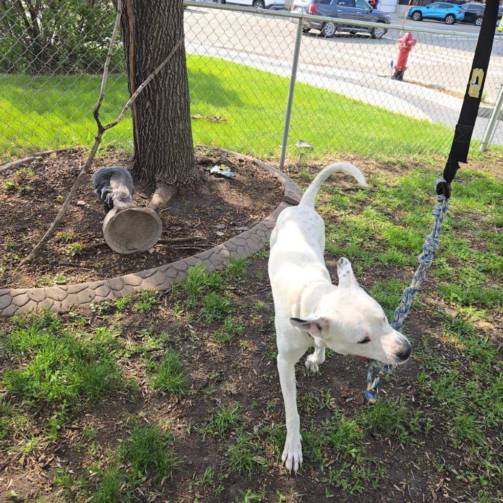 Martie--In Foster, a Adoptable mixed breed in Fargo, ND image 3/6