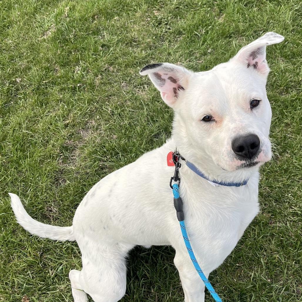 Martie--In Foster, a Adoptable mixed breed in Fargo, ND image 4/6