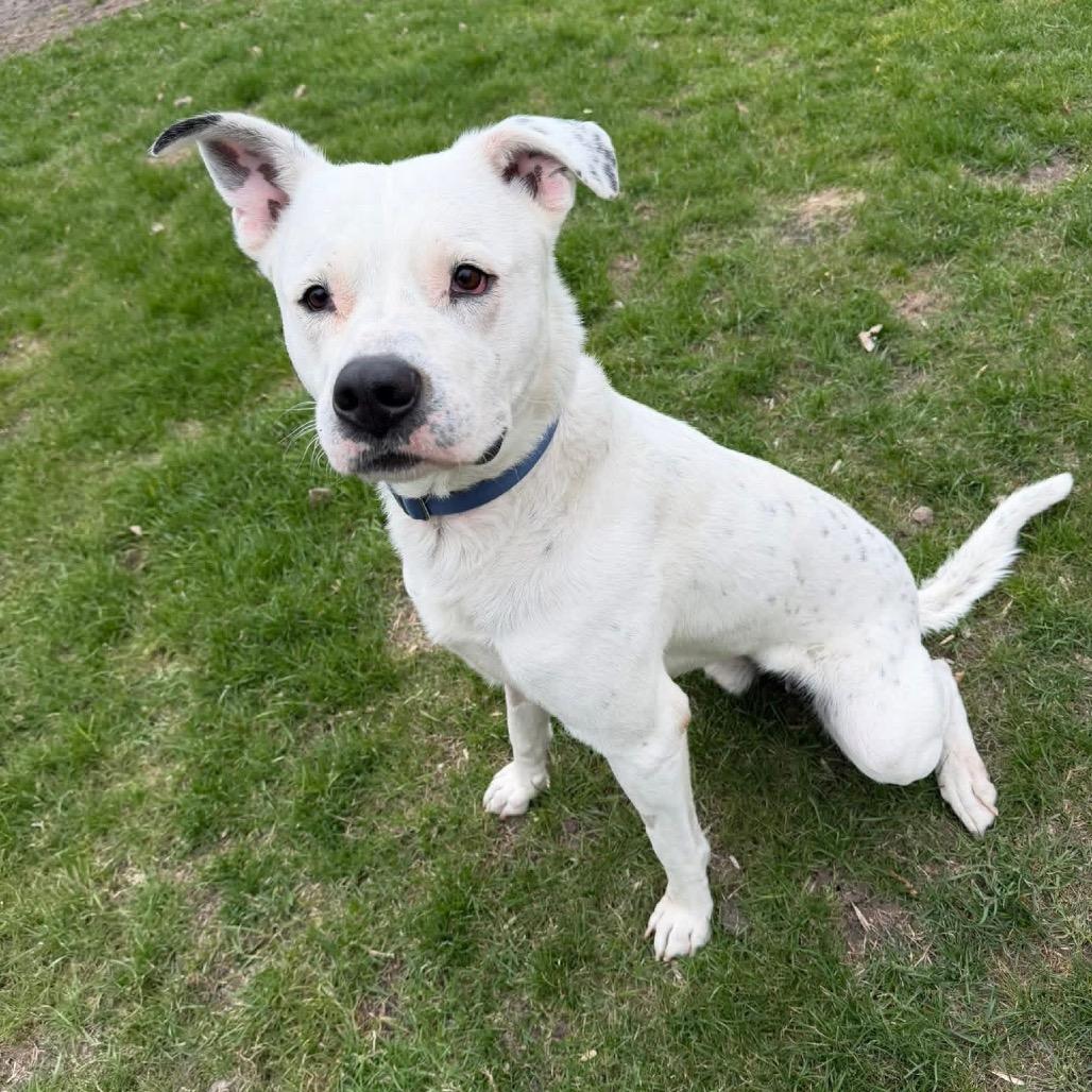 Martie--In Foster, a Adoptable mixed breed in Fargo, ND image 5/6