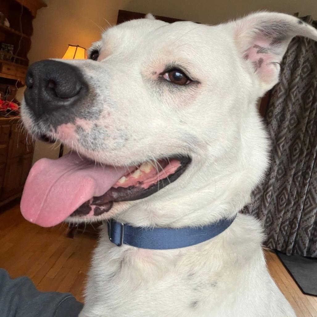 Martie--In Foster, a Adoptable mixed breed in Fargo, ND image 6/6