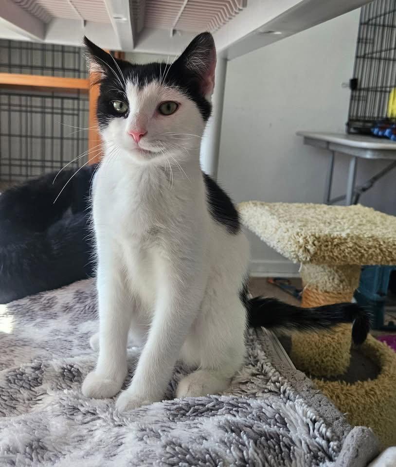 Enlarge Scott, a Adopted Domestic Short Hair in Penndel, PA image 2/3