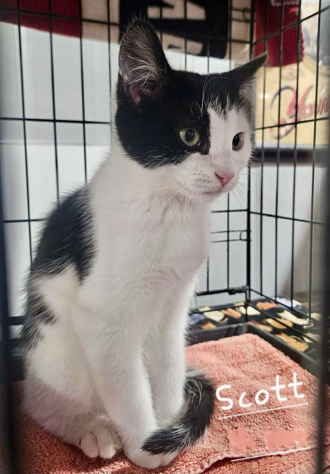 Enlarge Scott, a Adopted Domestic Short Hair in Penndel, PA image 3/3