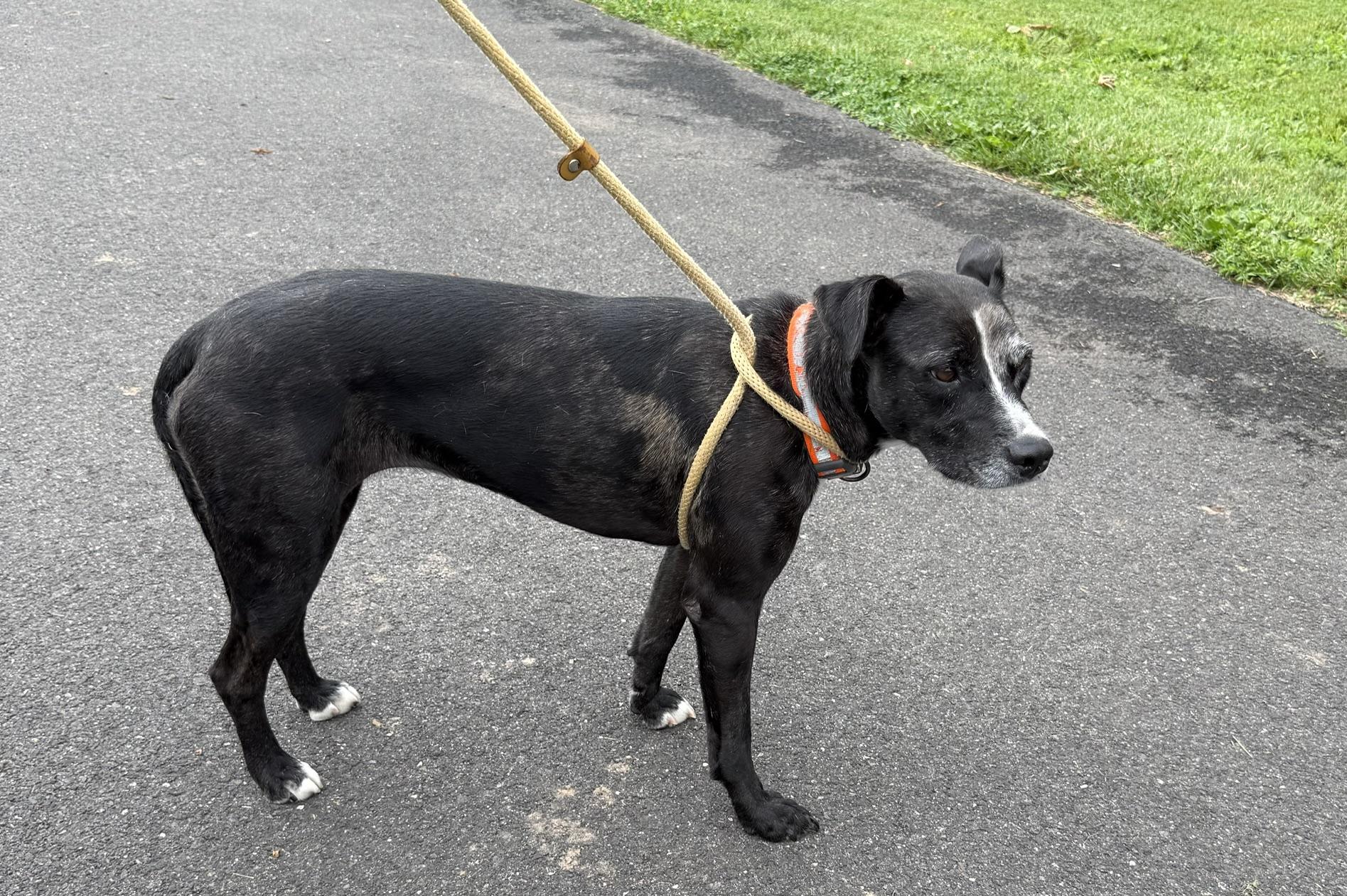 Ash, ADOPTABLE, Adult Female Catahoula Leopard Dog.
