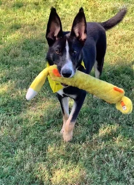 Enlarge Champ, a Adoptable mixed breed in San Leon, TX image 2/6