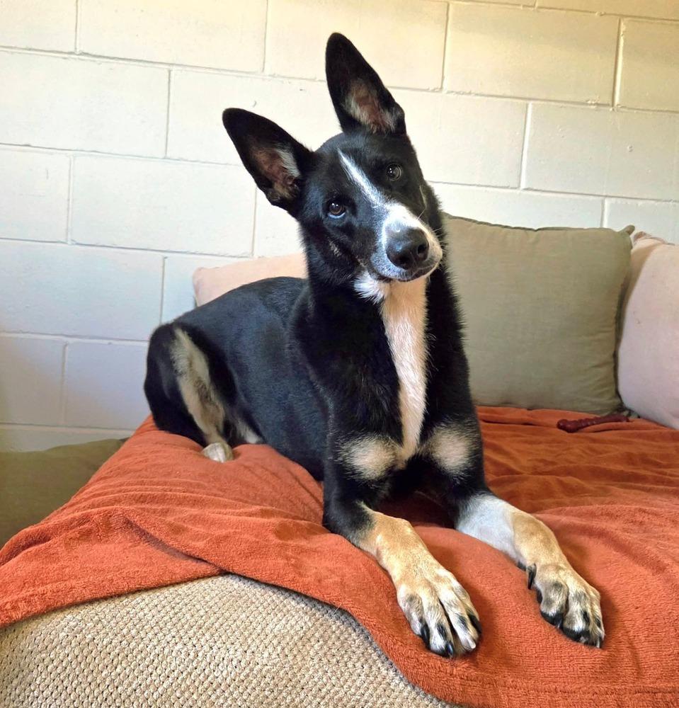 Enlarge Champ, a Adoptable mixed breed in San Leon, TX image 4/6