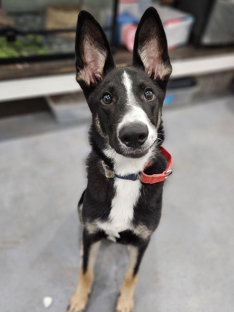 Enlarge Champ, a Adoptable mixed breed in San Leon, TX image 5/6