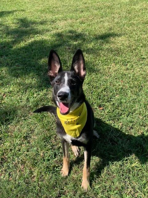 Enlarge Champ, a Adoptable mixed breed in San Leon, TX image 6/6