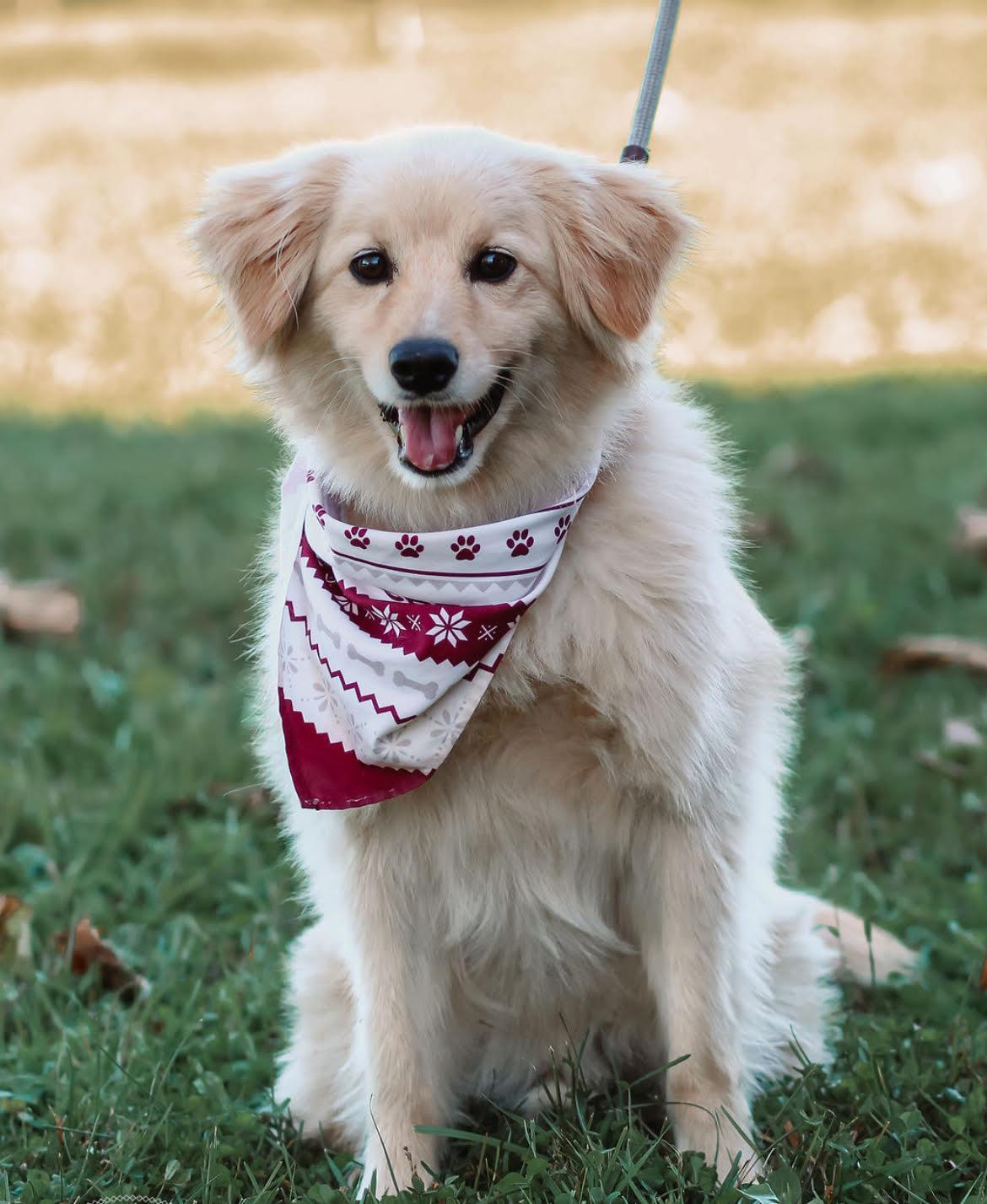 Cooper, Adoptable, Adult Male Australian Shepherd.