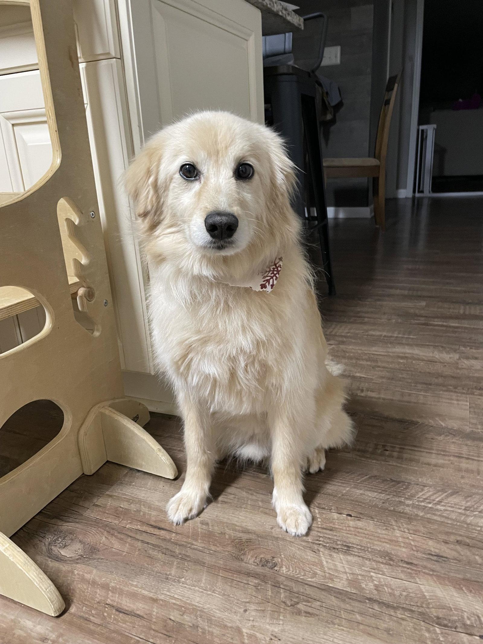 Enlarge Cooper, a Adoptable Australian Shepherd in Cliffwood, NJ image 2/2