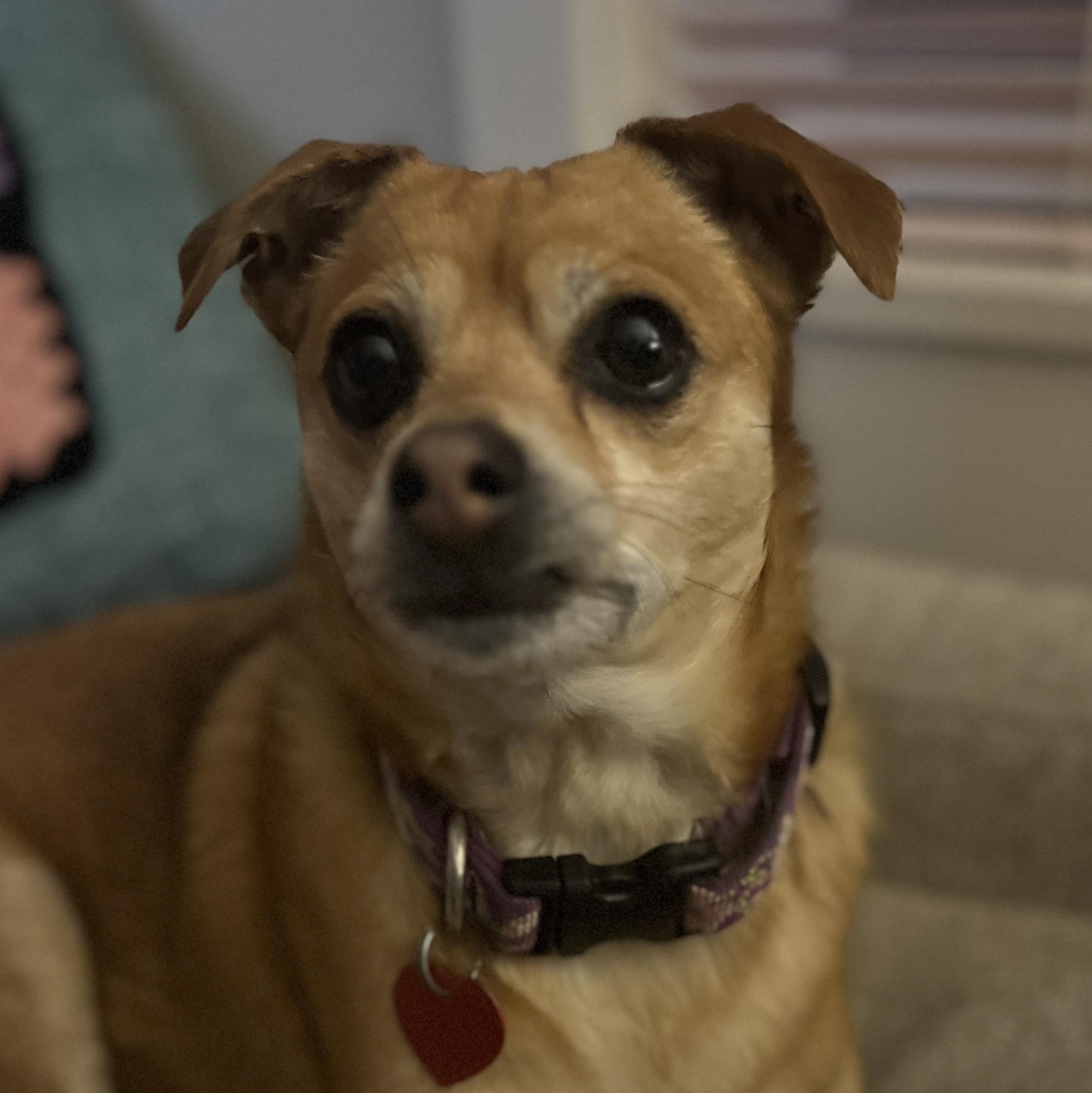 Tinker (Bell), a Adopted mixed breed in Ferndale, WA image 4/4