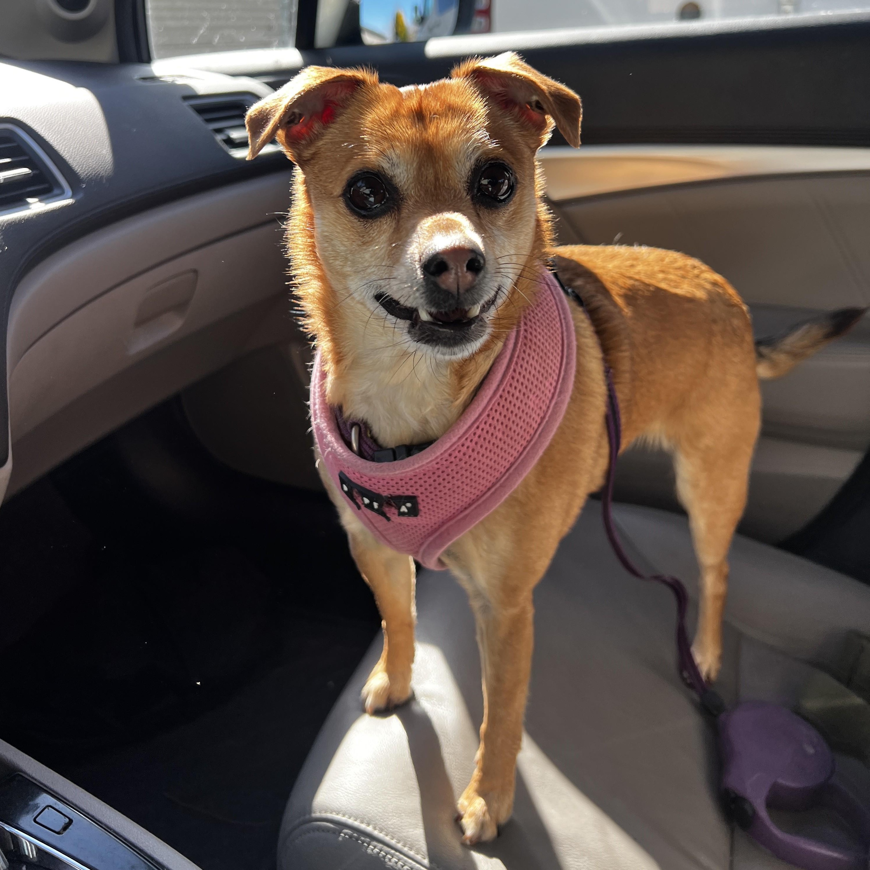 Tinker (Bell), a Adopted mixed breed in Ferndale, WA image 2/4