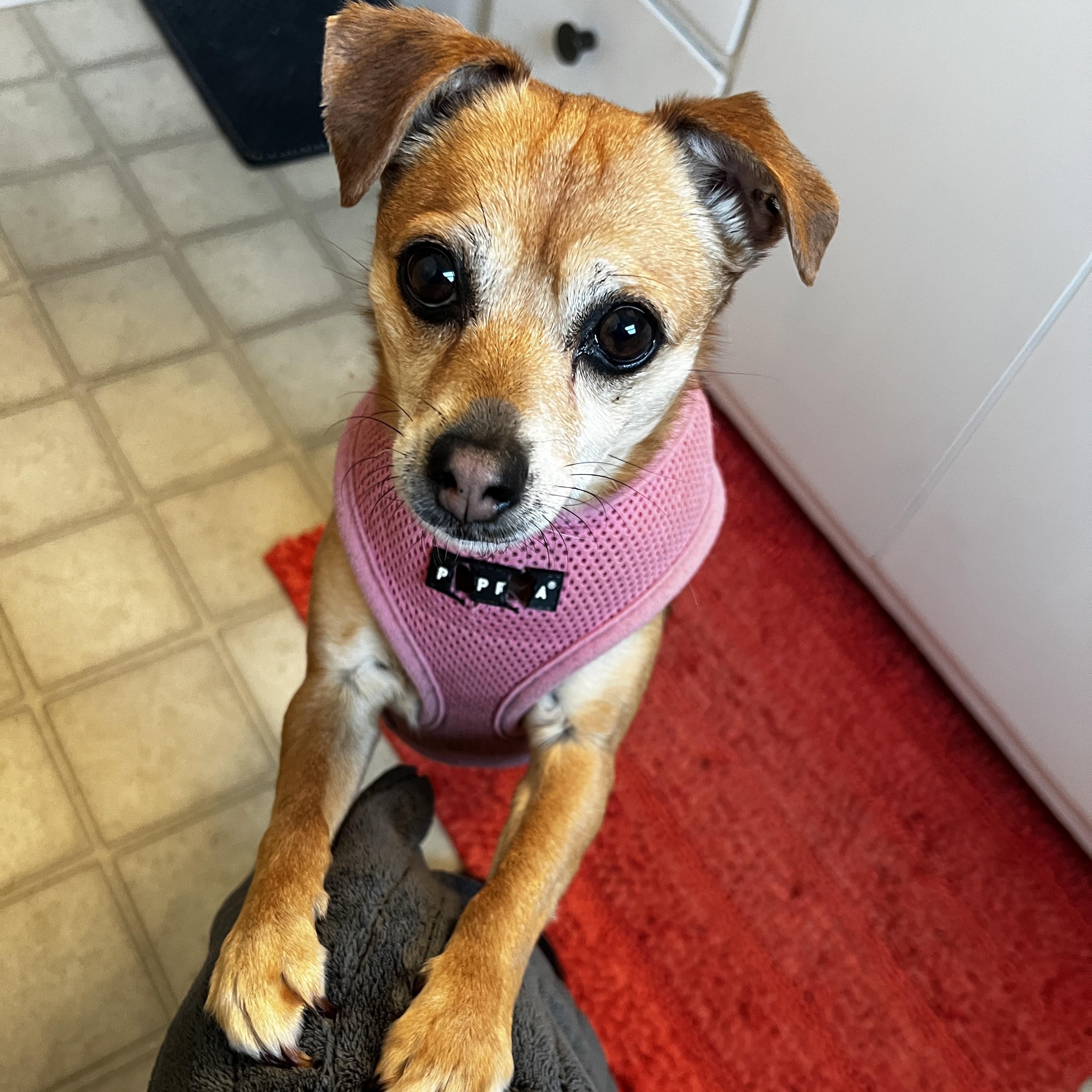 Tinker (Bell), Adopted, Adult Female Chihuahua.