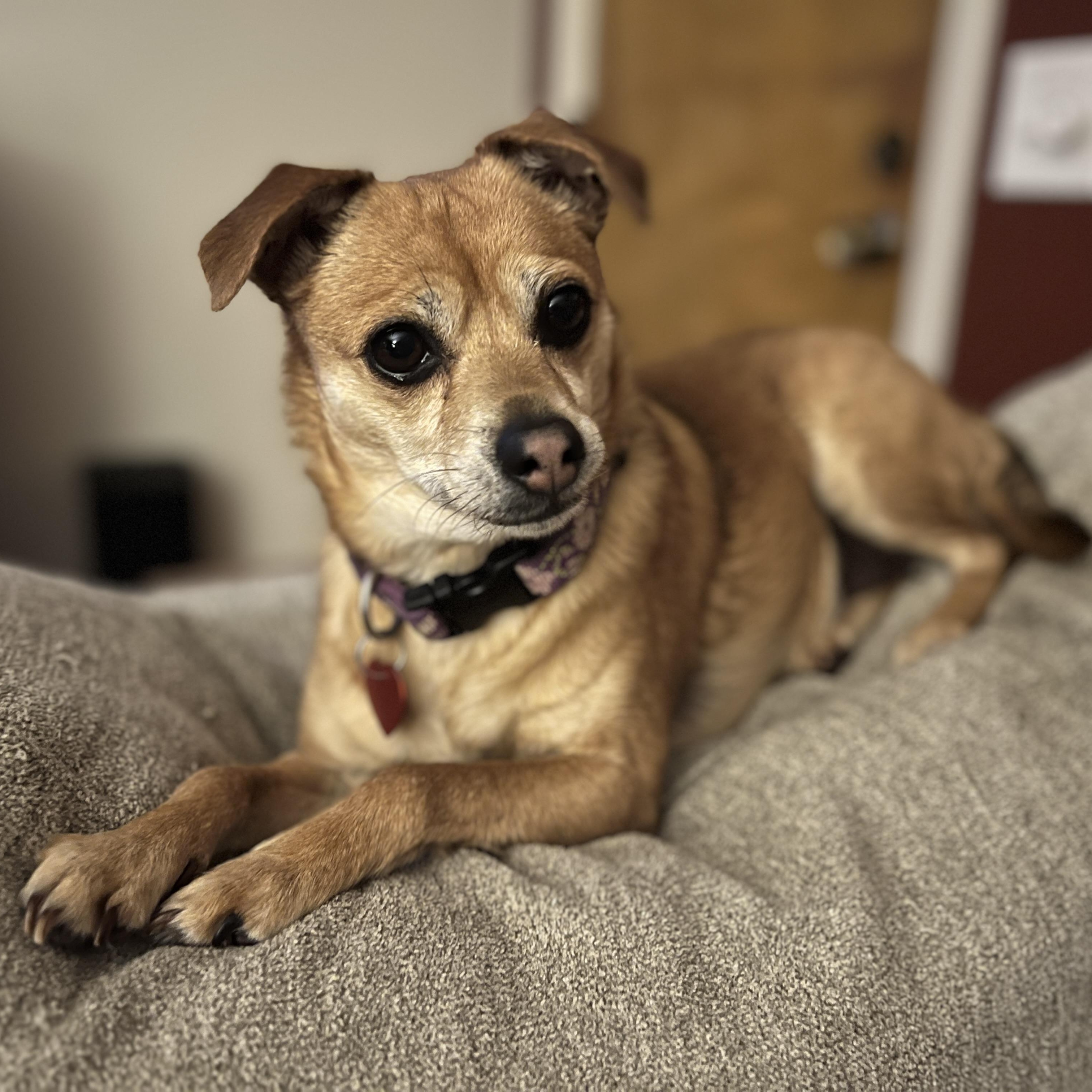 Tinker (Bell), a Adopted mixed breed in Ferndale, WA image 3/4