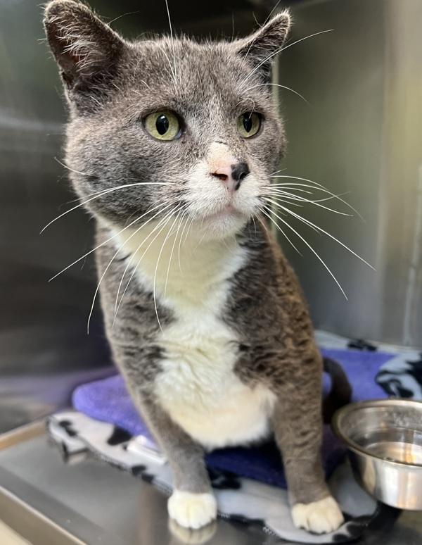 Enlarge Moose, a Adoptable mixed breed in Sioux City, IA image 1/2
