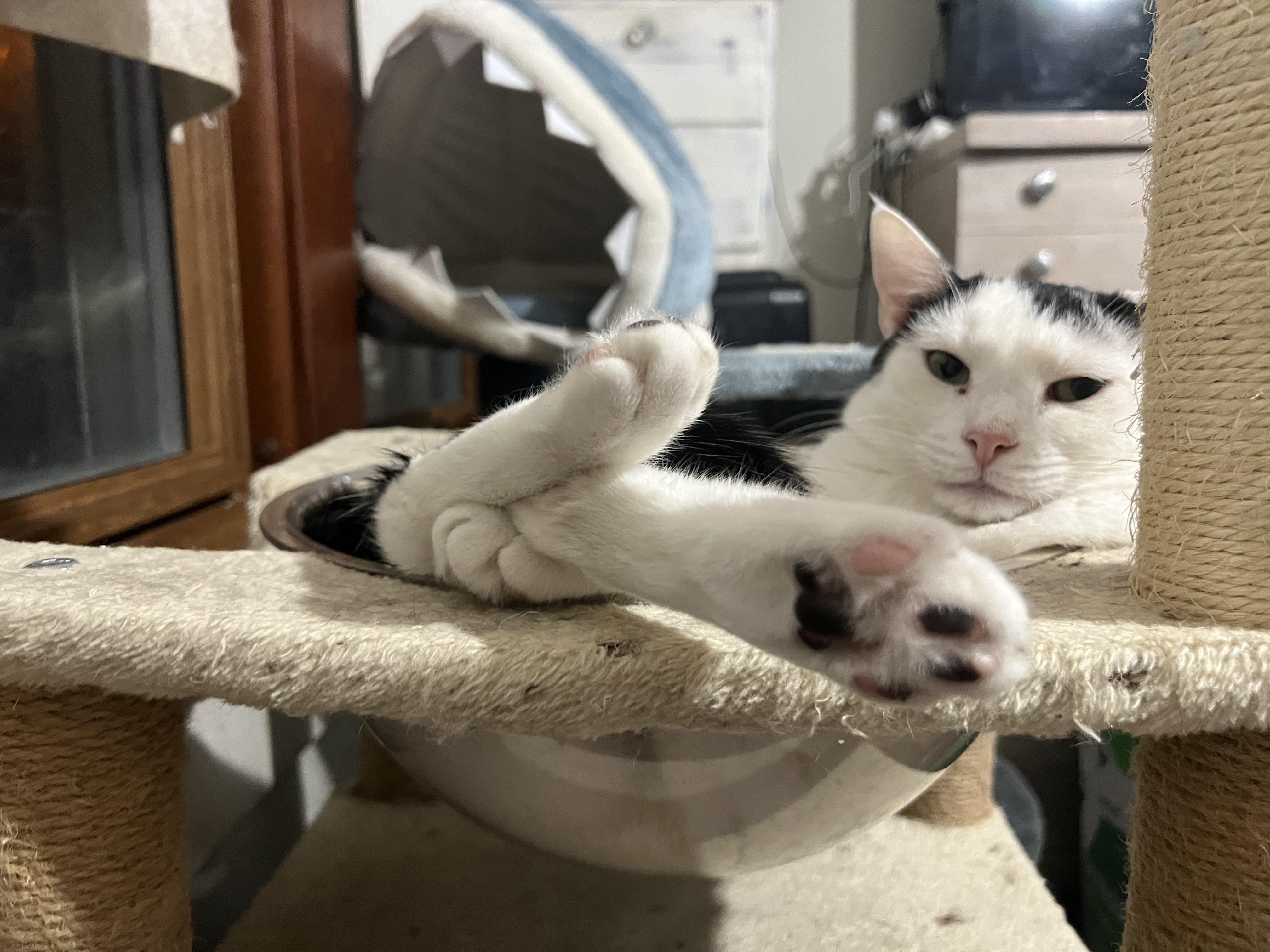 Enlarge Nick, a Adoptable Domestic Short Hair in Medina, OH image 1/4