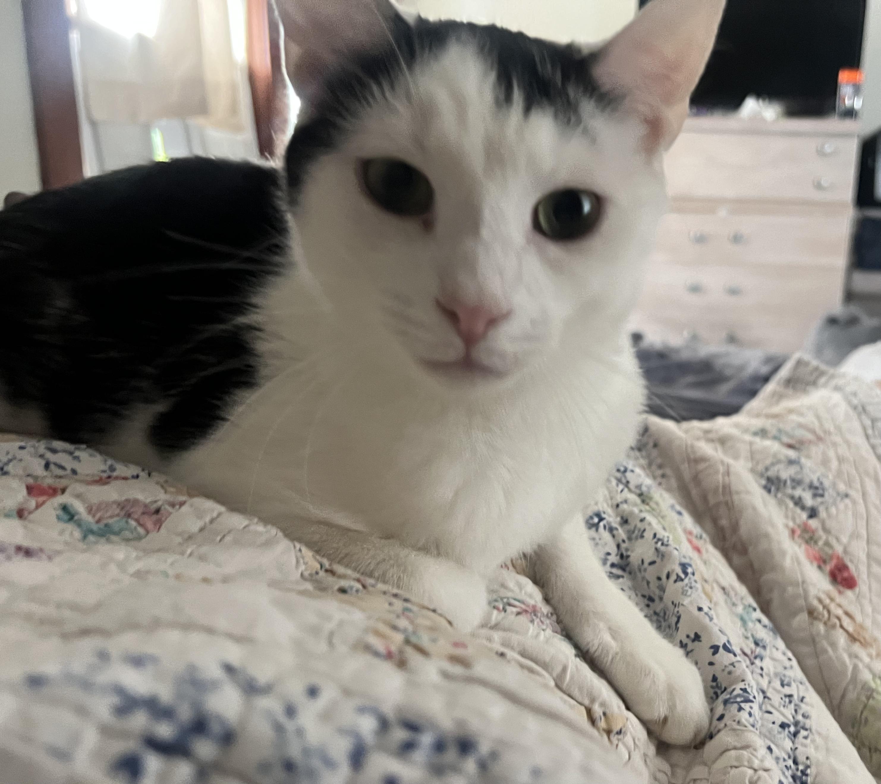 Enlarge Nick, a Adoptable Domestic Short Hair in Medina, OH image 2/4