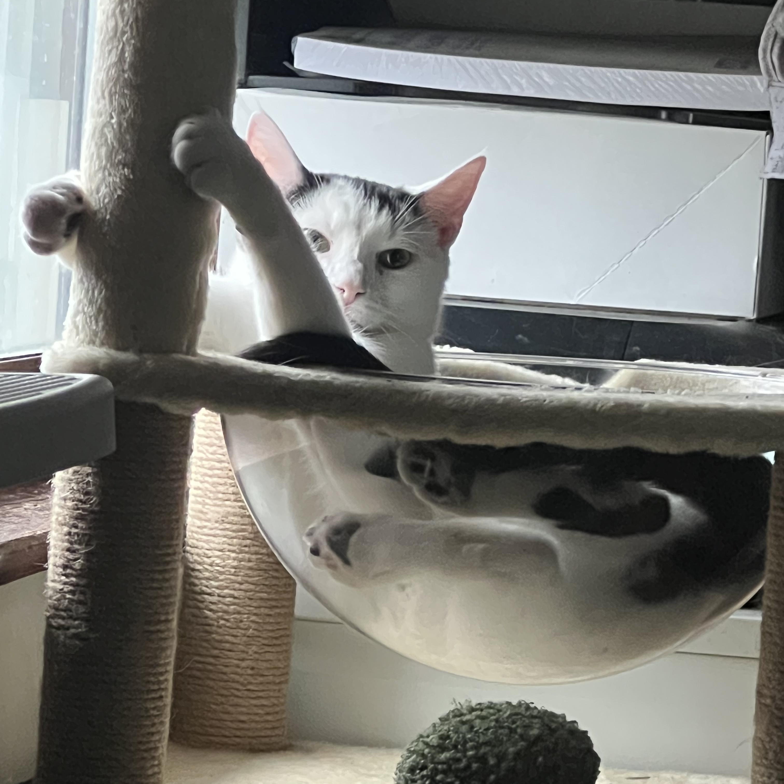 Enlarge Nick, a Adoptable Domestic Short Hair in Medina, OH image 4/4