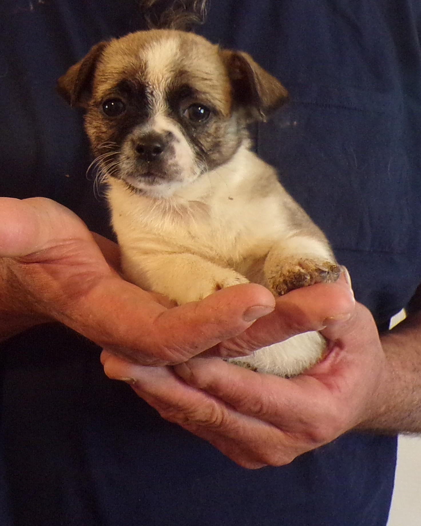 Enlarge KELSEY, an adopted mixed breed in Corona, CA image 2/3