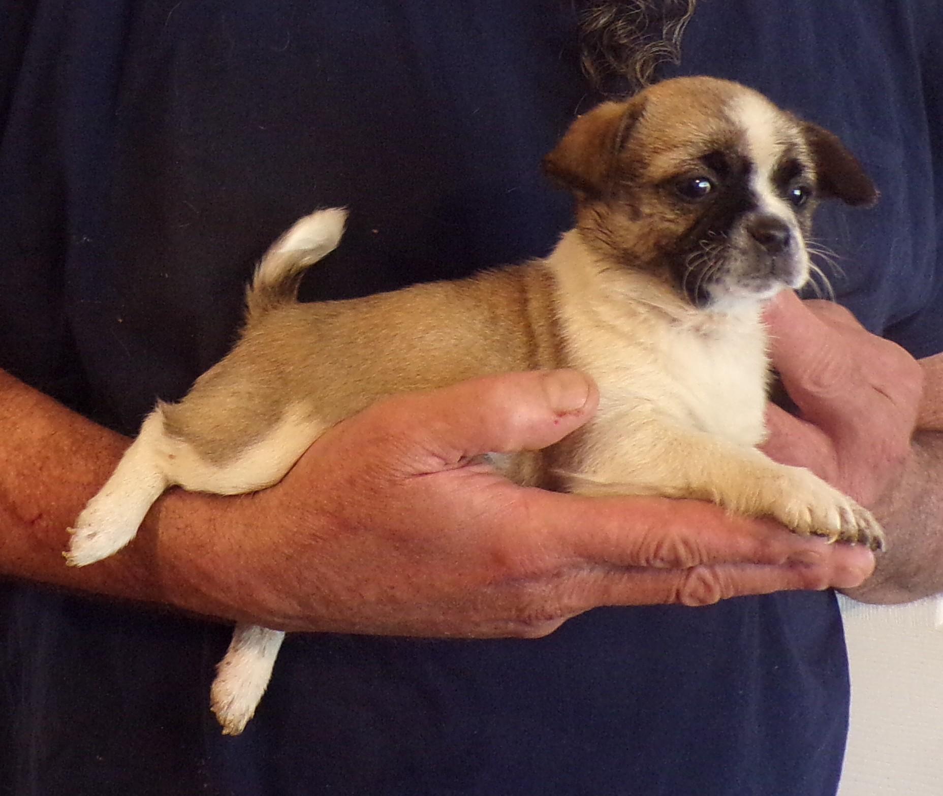 Enlarge KELSEY, an adopted mixed breed in Corona, CA image 3/3