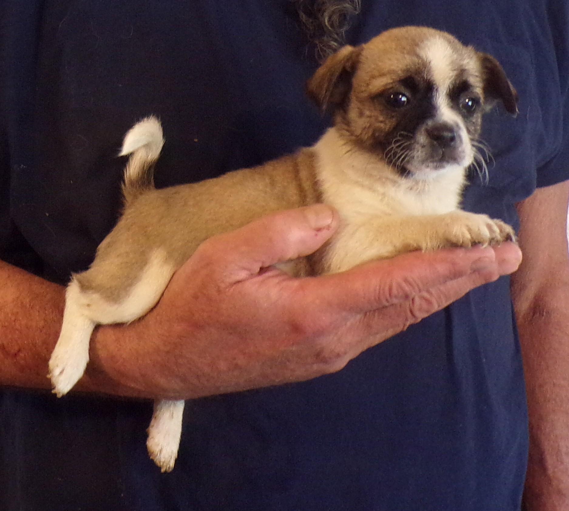 Enlarge KELSEY, an adopted mixed breed in Corona, CA image 1/3