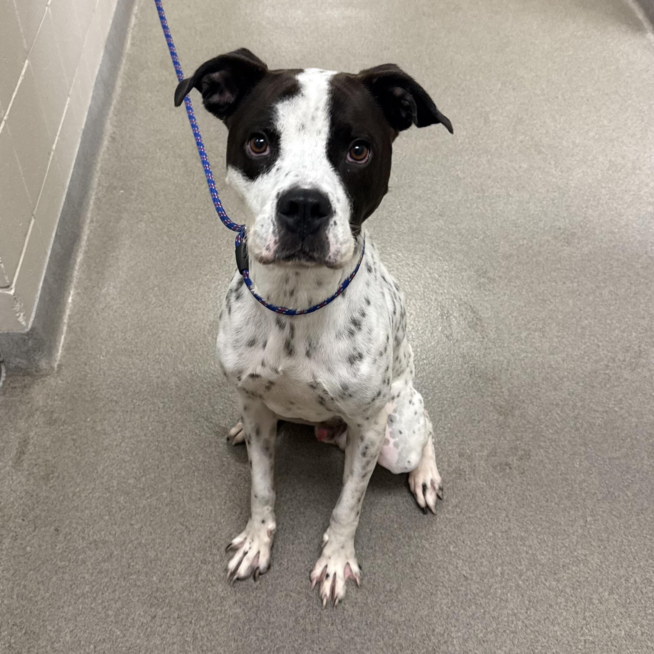 Orpheus, a ADOPTABLE mixed breed in Kearney, NE image 2/2