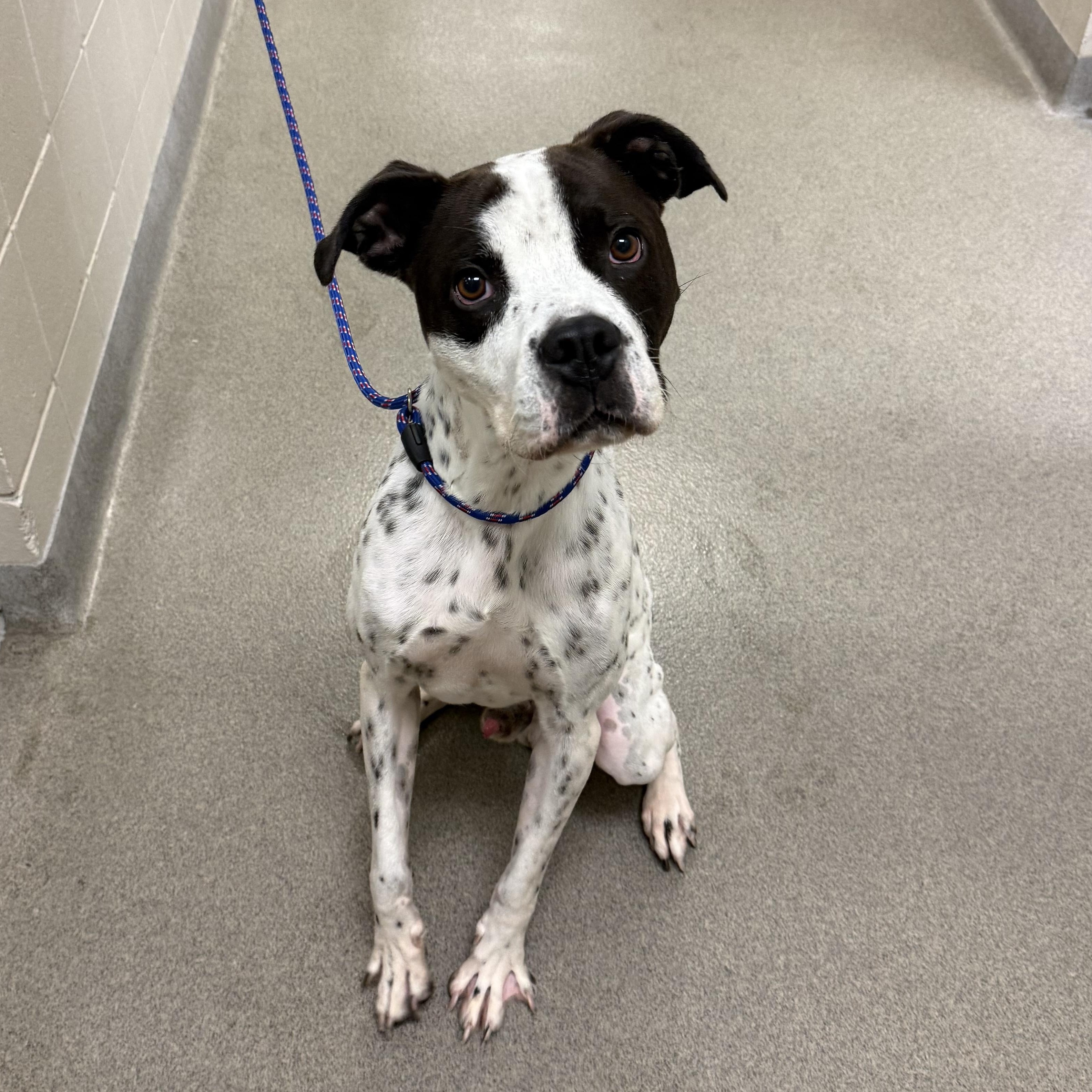 Orpheus, ADOPTABLE, Adult Male Pit Bull Terrier.
