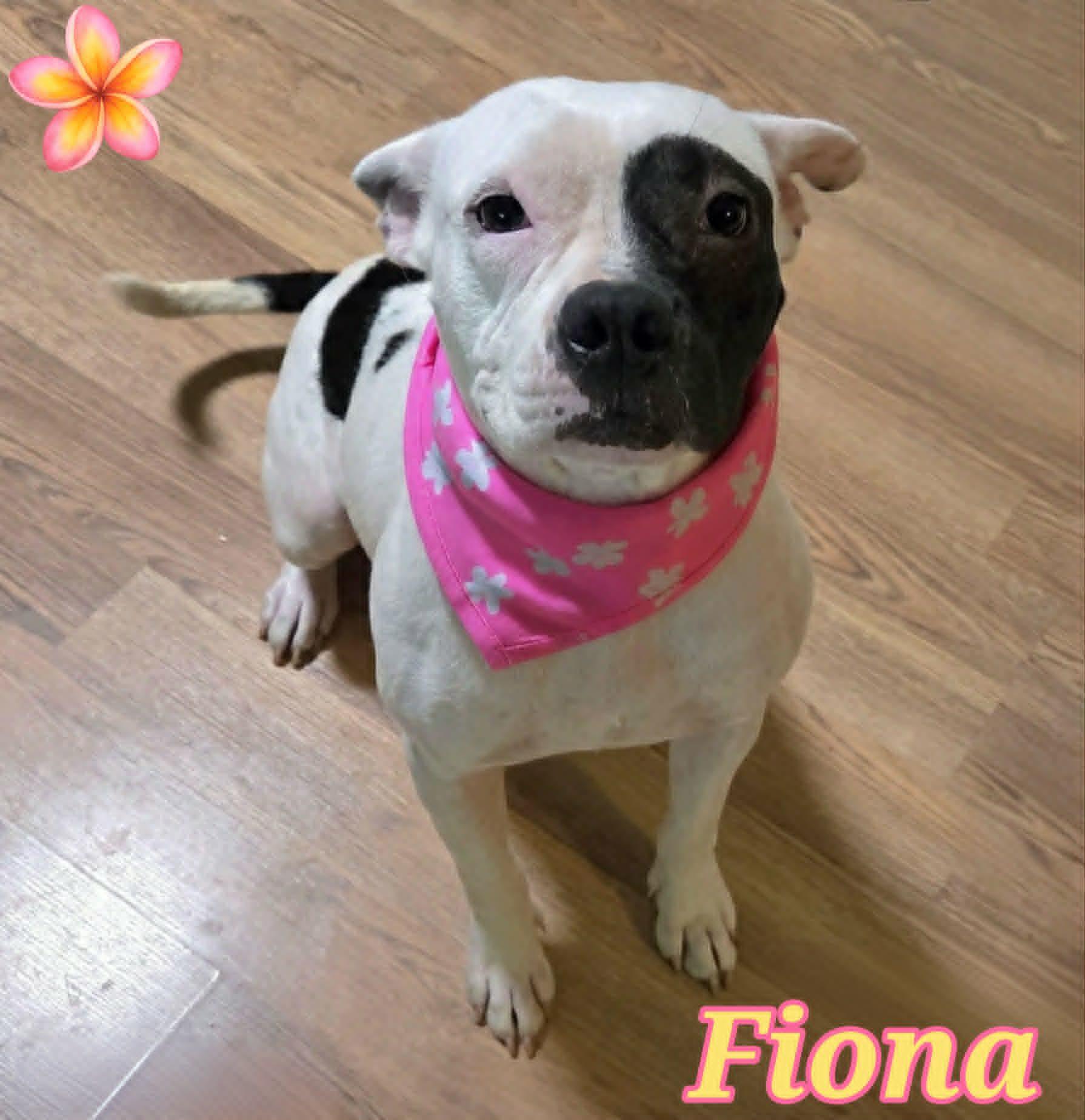Fiona, ADOPTABLE, Adult Female Pit Bull Terrier.