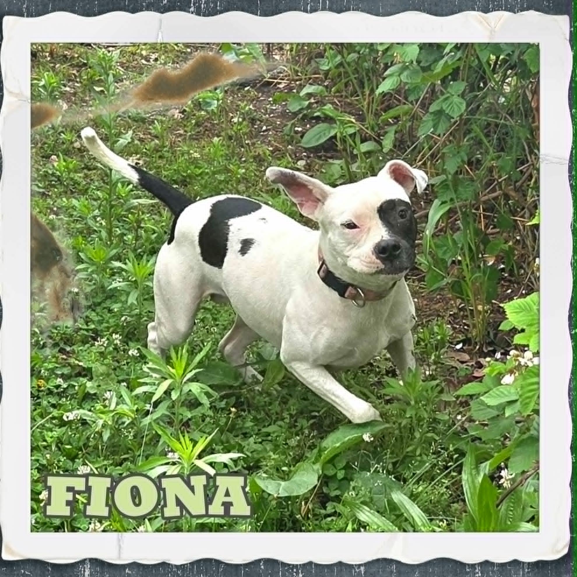 Enlarge Fiona, a ADOPTABLE Pit Bull Terrier in Grove, OK image 3/5
