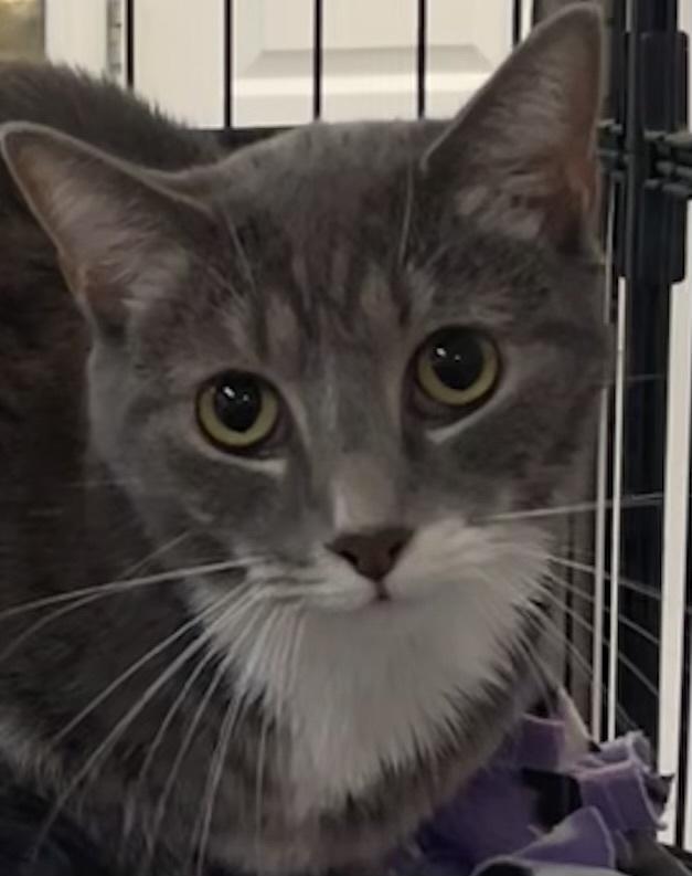 LEX, Adoptable, Adult Female Domestic Short Hair.