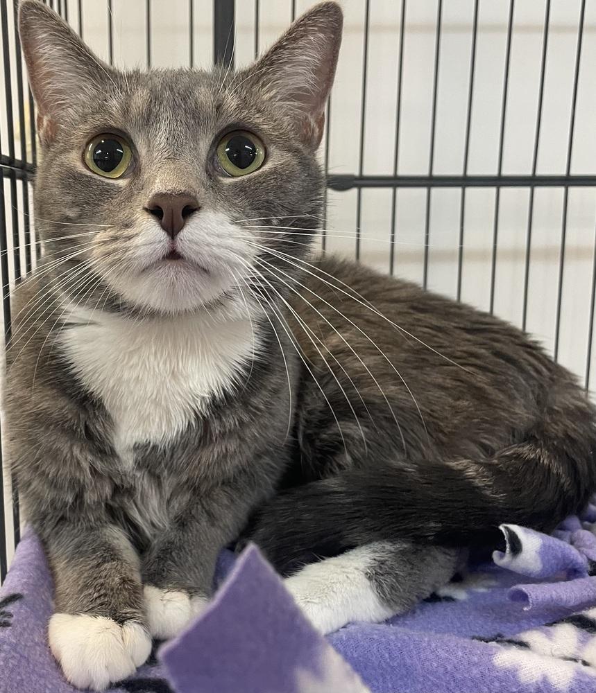 Enlarge LEX, a Adoptable mixed breed in Southbury, CT image 2/6